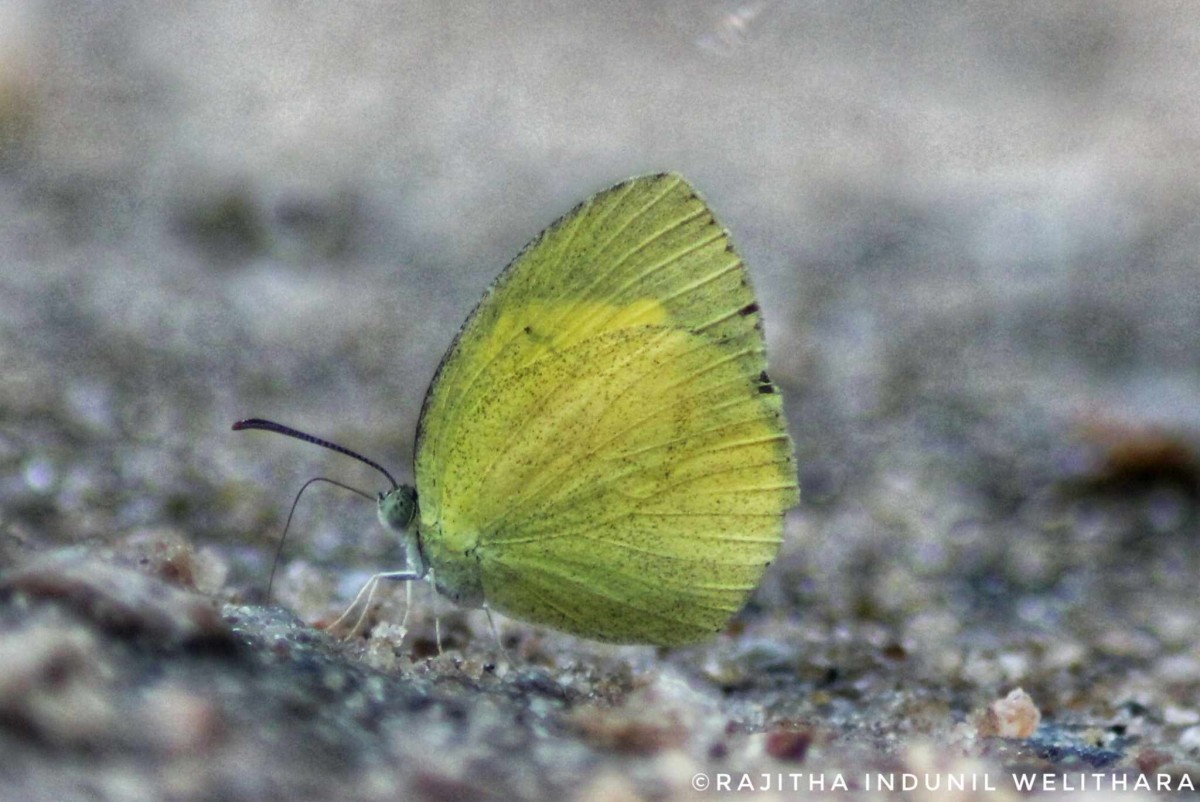 Eurema laeta Boisduval, 1836